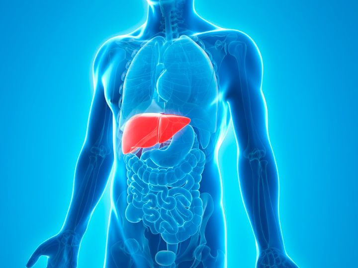 does THC affect liver
