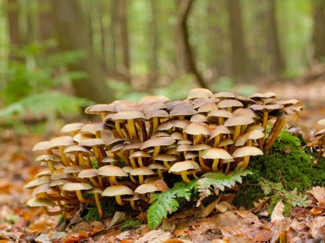 LSD vs Shrooms: How Psychedelic Use Can Turn Into Substance Abuse